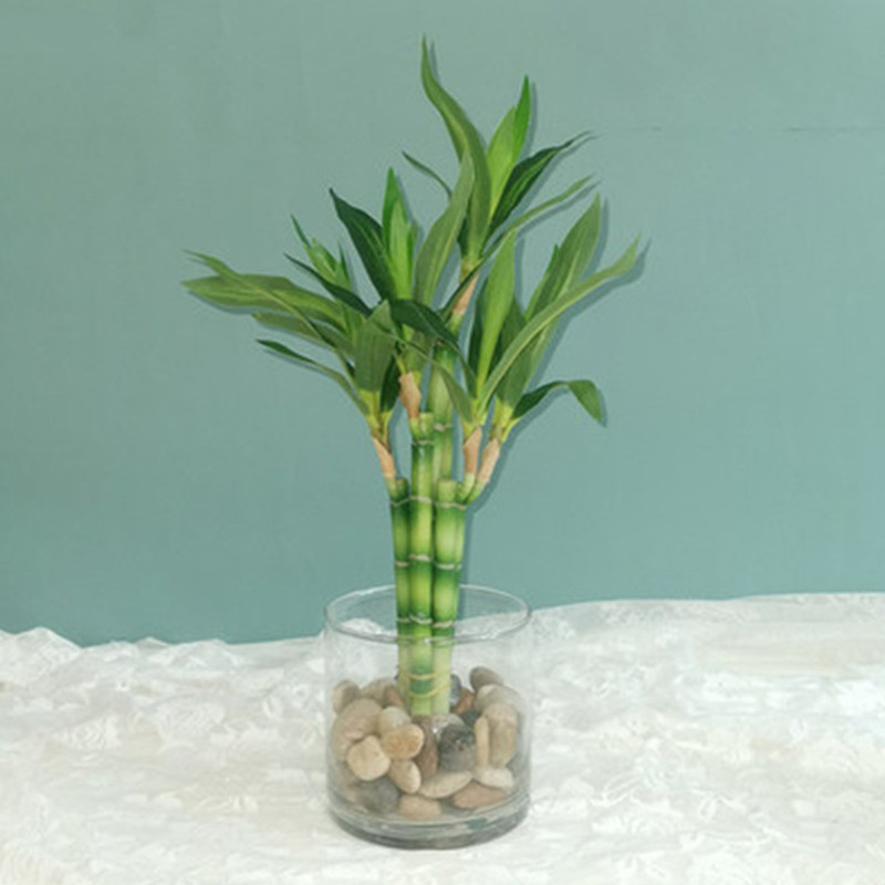 Desk Setup Equipment - Nuovo 40 cm rFtificial Lucky Bamboo